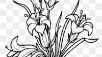 119 1198280 lily clipart black and white easter lily coloring